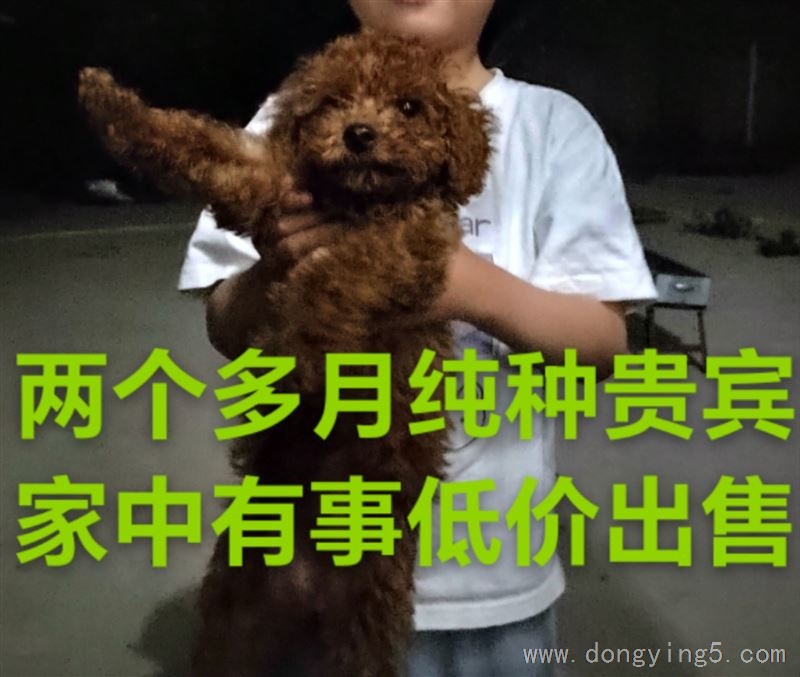 兩個(gè)多月純種貴賓
