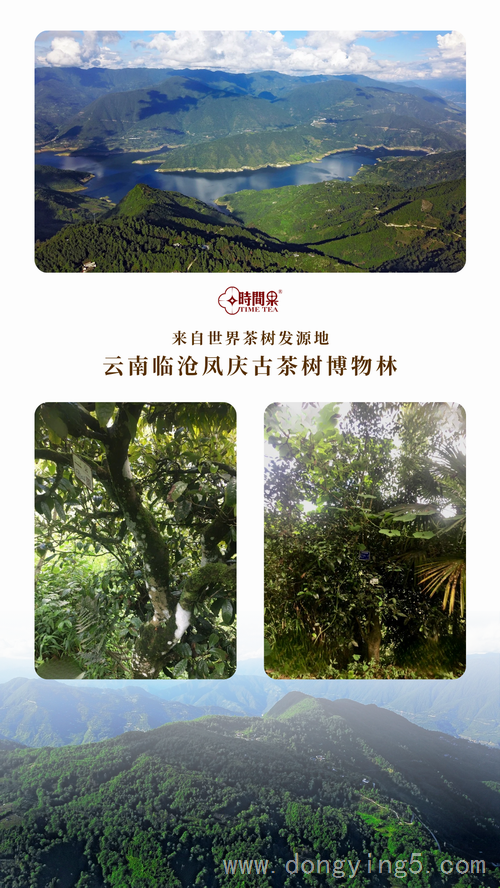 時間果百年古樹紅茶